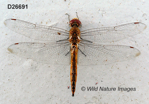 Wandering Glider (Pantala flavescens)